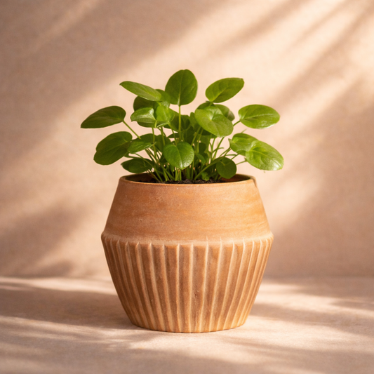Valentina Terracotta Planter by MESO