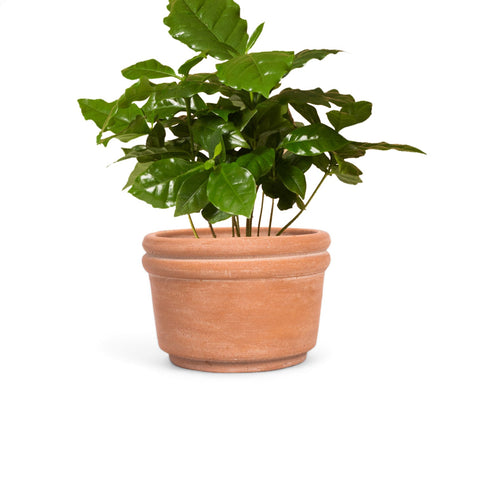 Felipe Medium Terracotta Planter by MESO