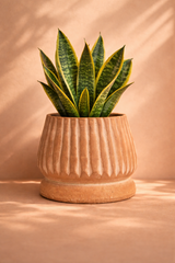 Mateo Terracotta Planter by MESO