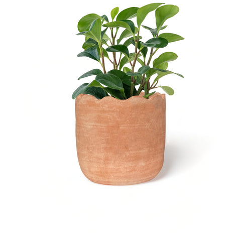 Wavy Medium Tabletop Terracotta Planter