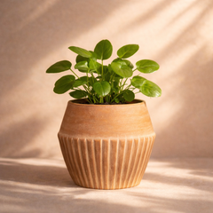 Valentina Terracotta Planter by MESO